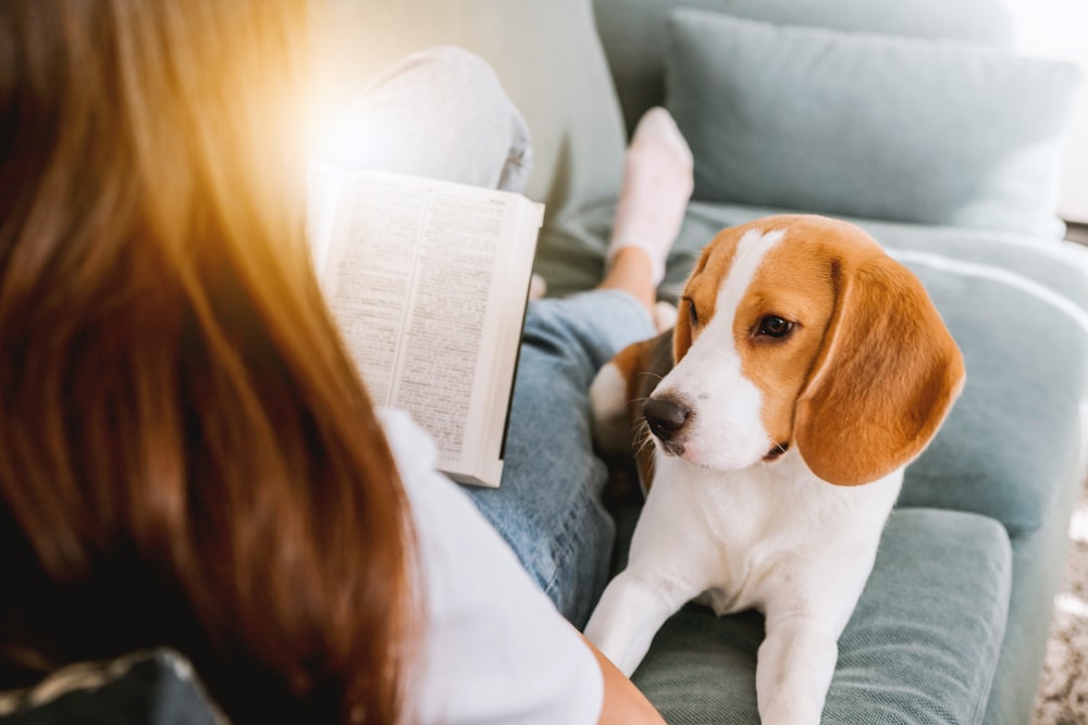 white and brown short coated dog on white couch