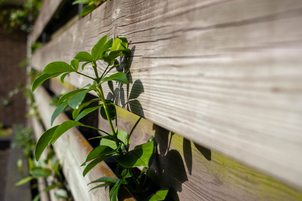 green plant on white pot