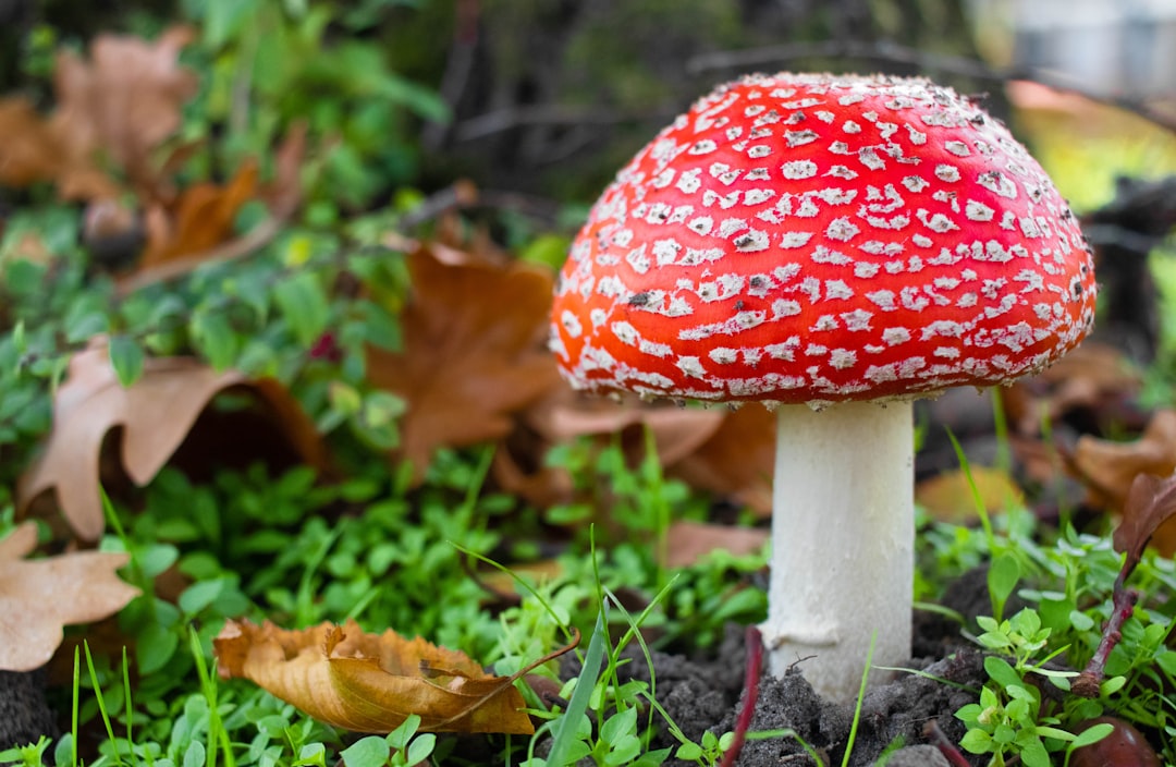 red and white mushroom on green grass