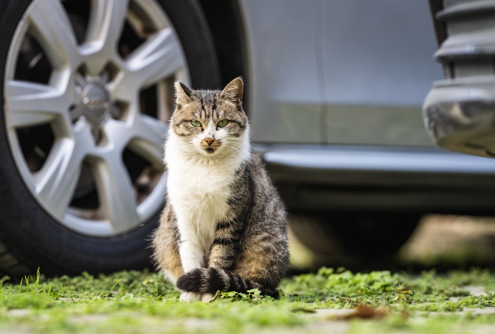 silver tabby cat on green grass during daytime