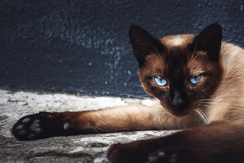 brown and black cat lying on white textile