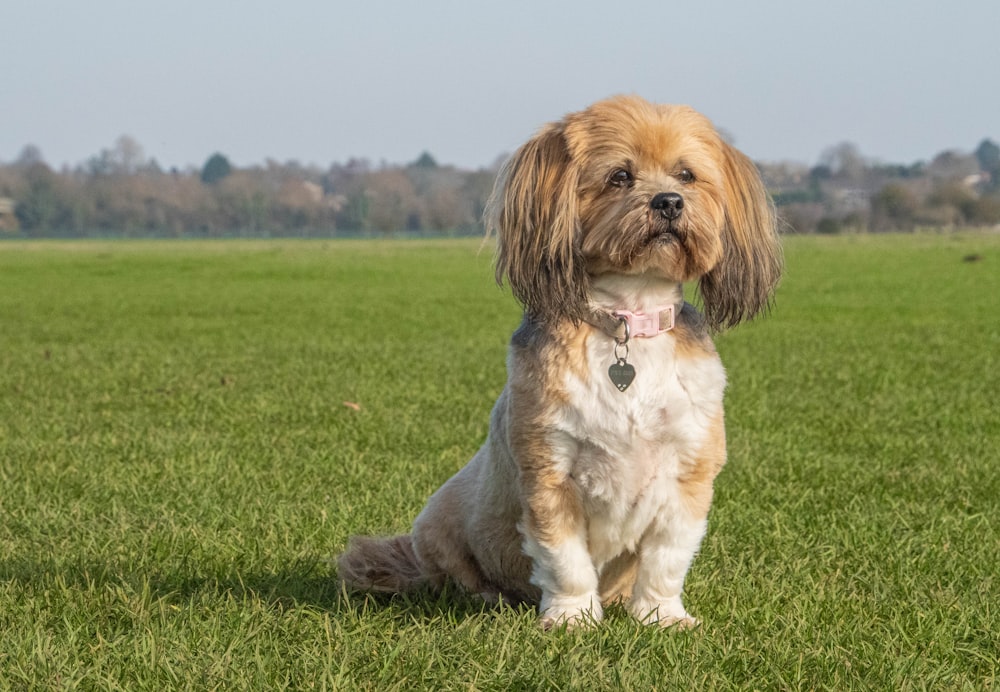 cão pequeno marrom e branco de pelagem longa sentado no campo de grama verde durante o dia