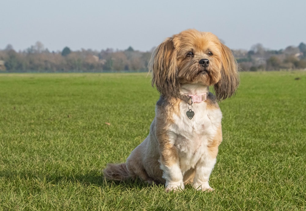 昼間、緑の芝生の上に座っている茶色と白のロングコートの小型犬