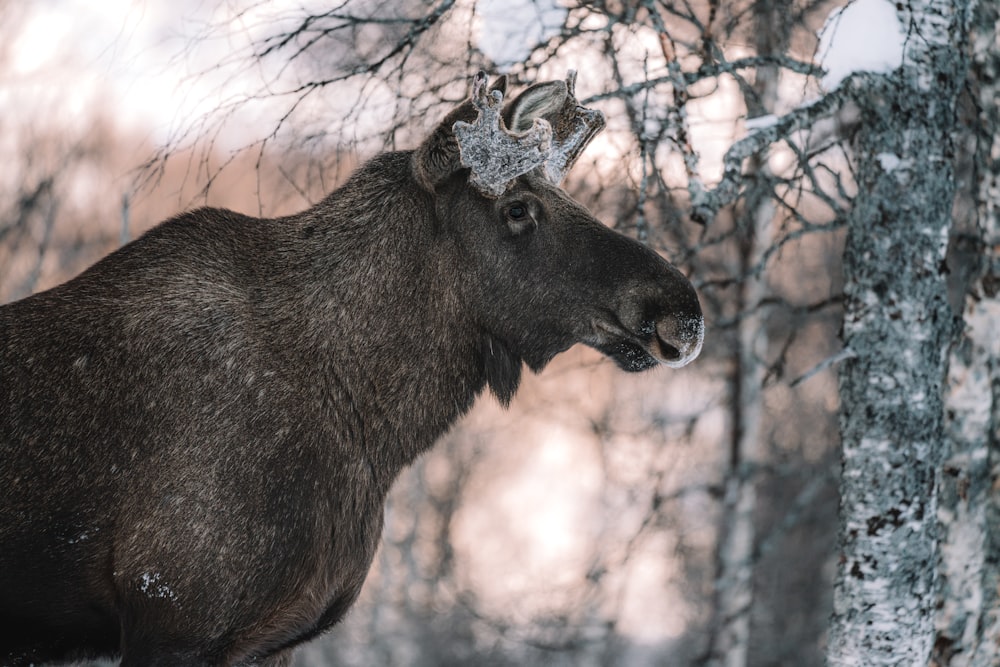 brown deer in tilt shift lens