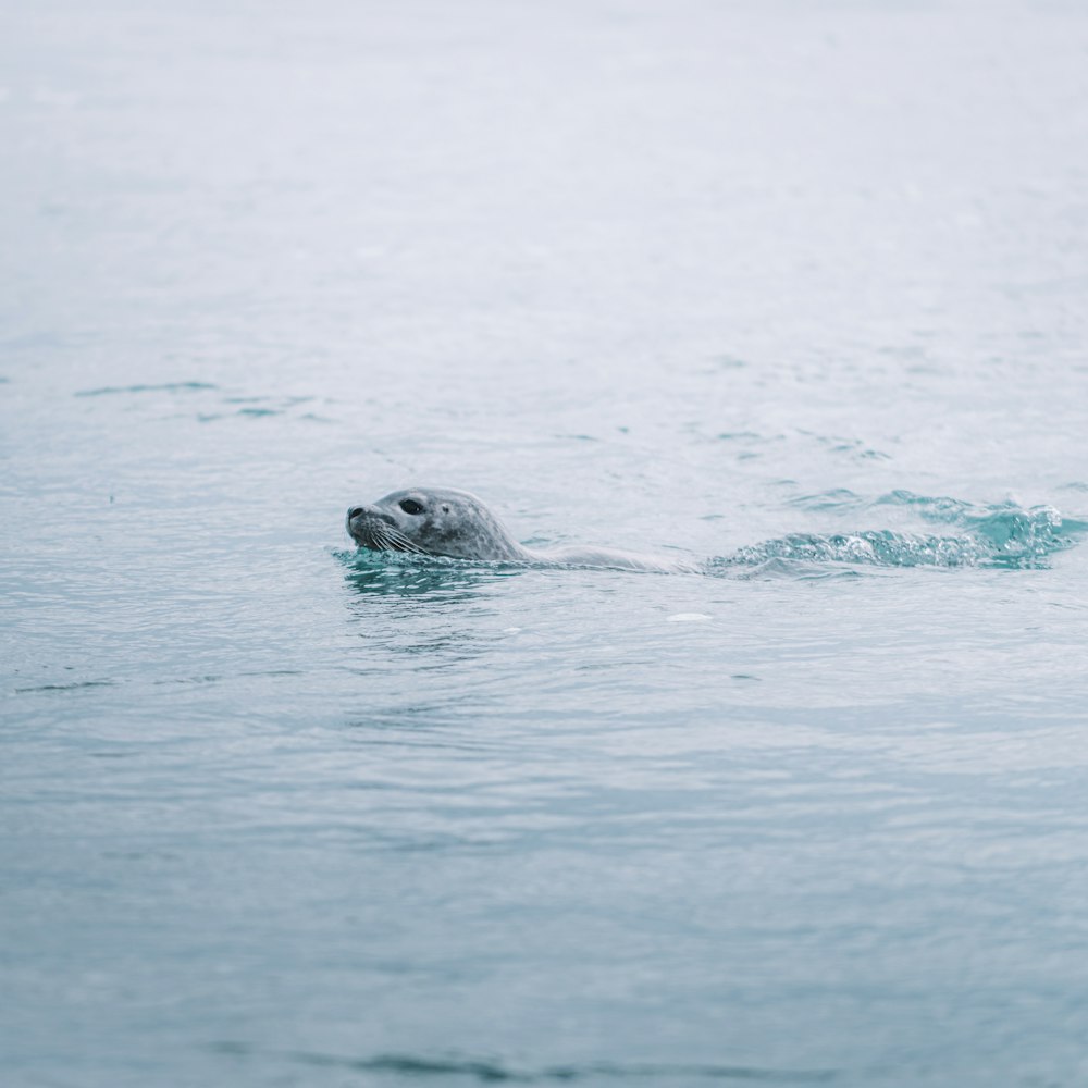 sea lion in water during daytime