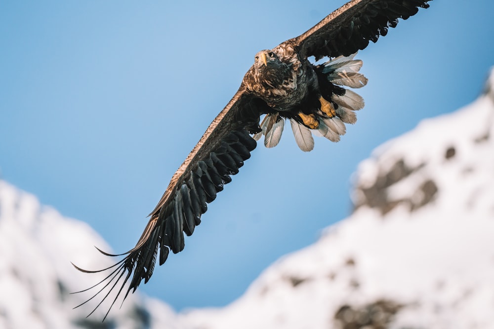 brown and white eagle flying during daytime