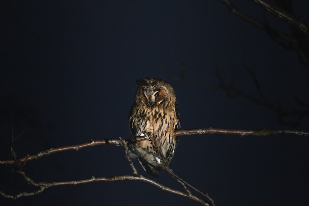 brown bird on brown tree branch