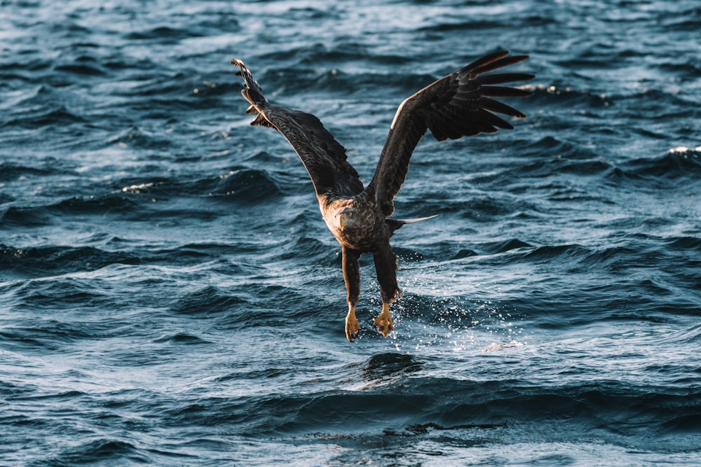 brown and white bird flying over the sea during daytime