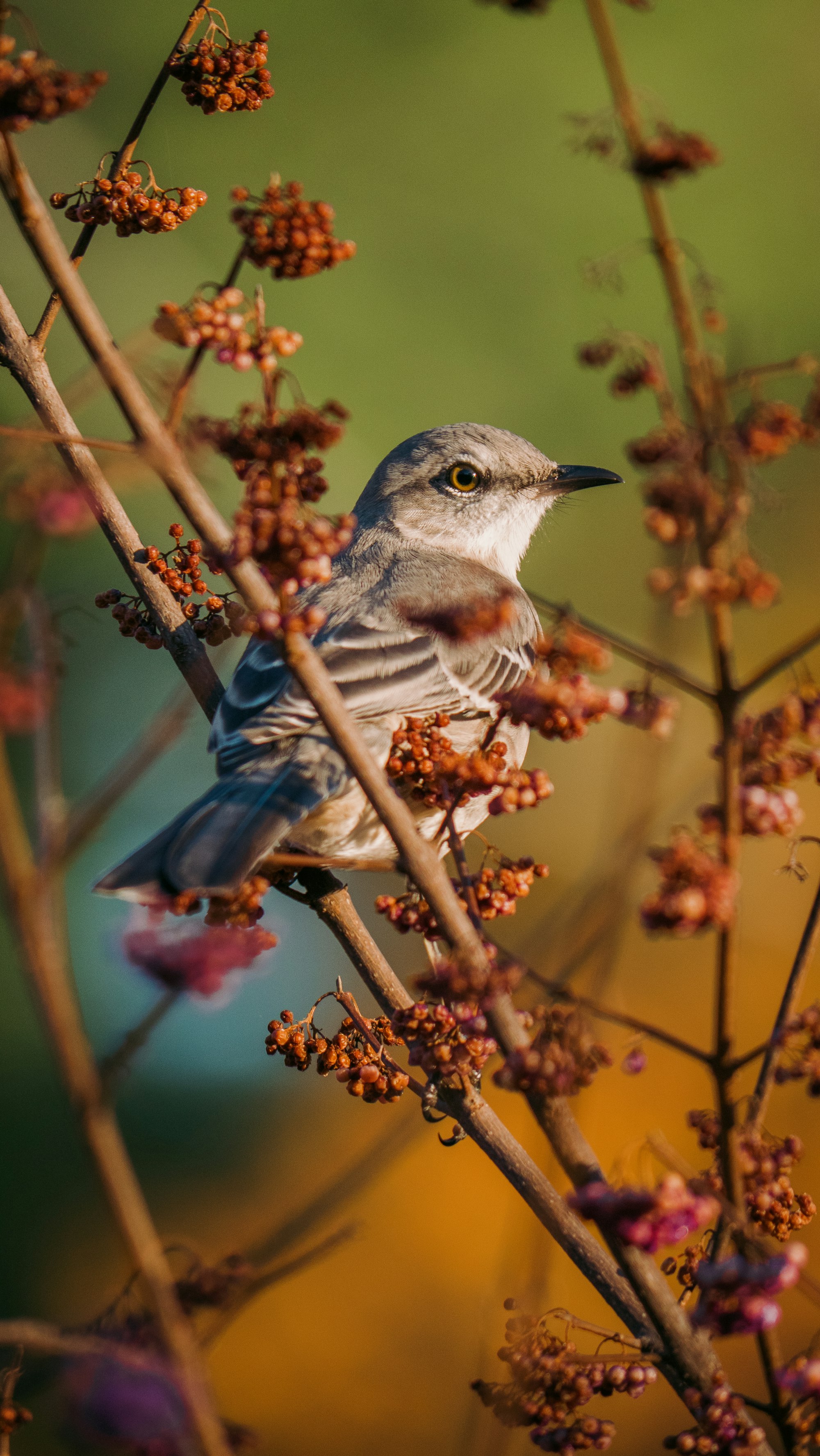 A Northern Mockingbird catches the early morning sun while perched on a tree branch with berries. 