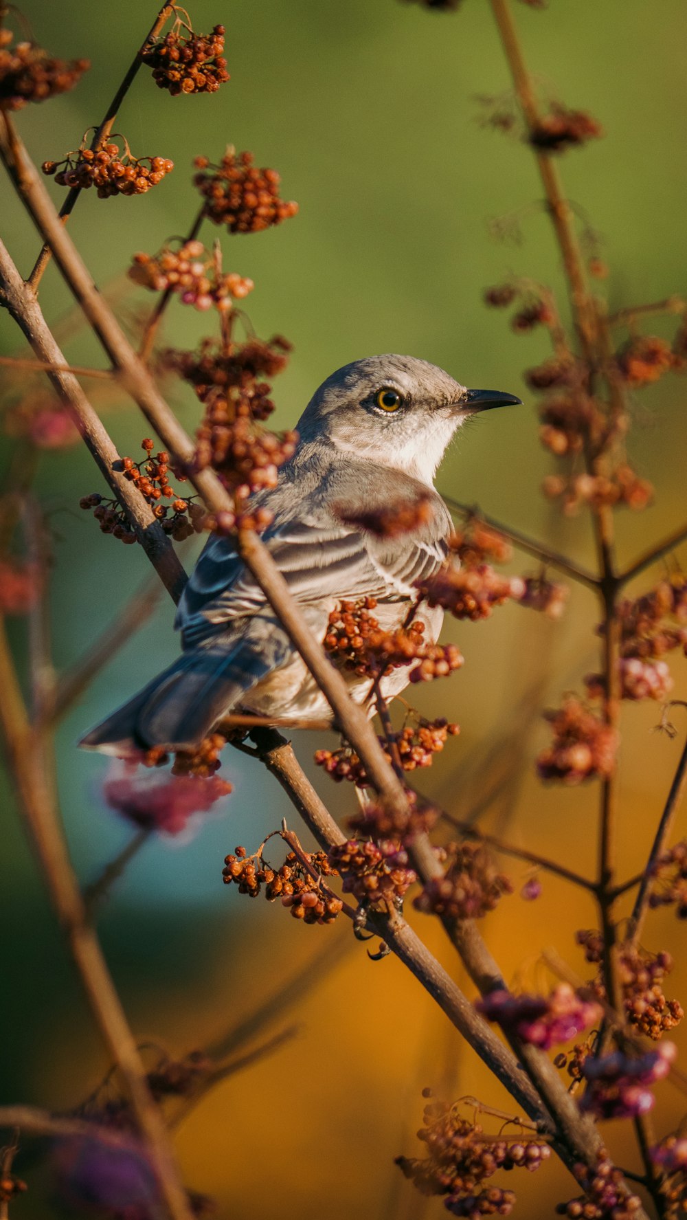 茶色の木の枝に青と茶色の鳥