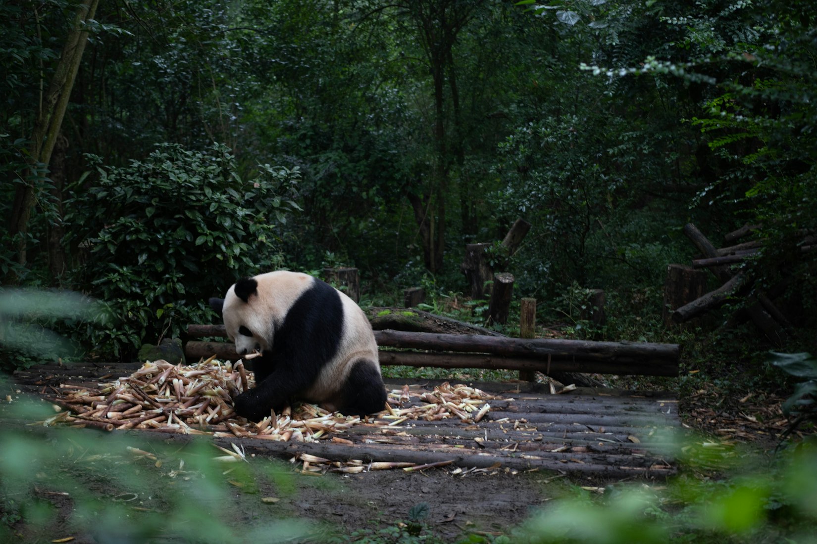 A panda in Sichuan, China (Wood Dan via Unsplash)