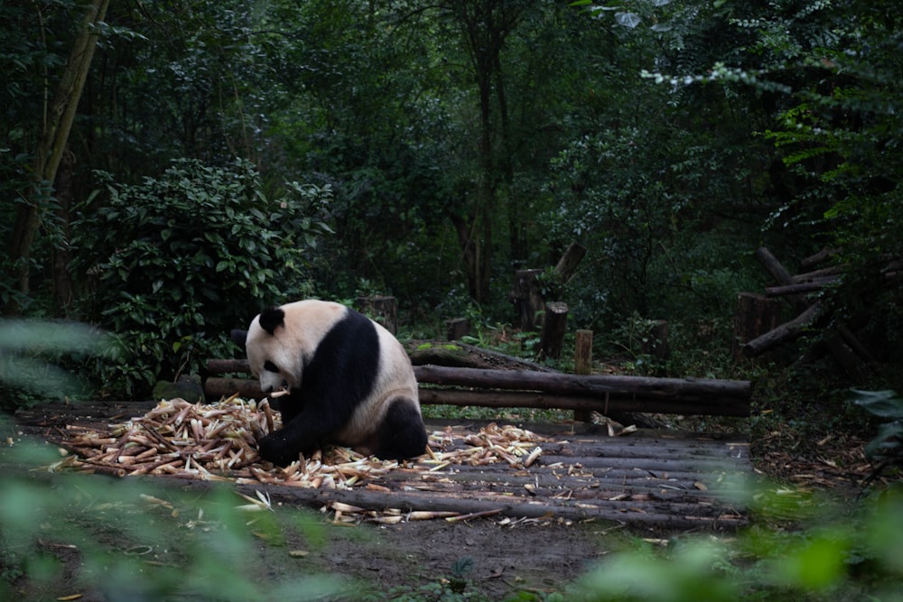 panda on brown wooden log