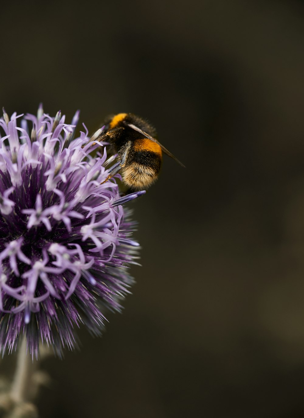 purple flower in tilt shift lens