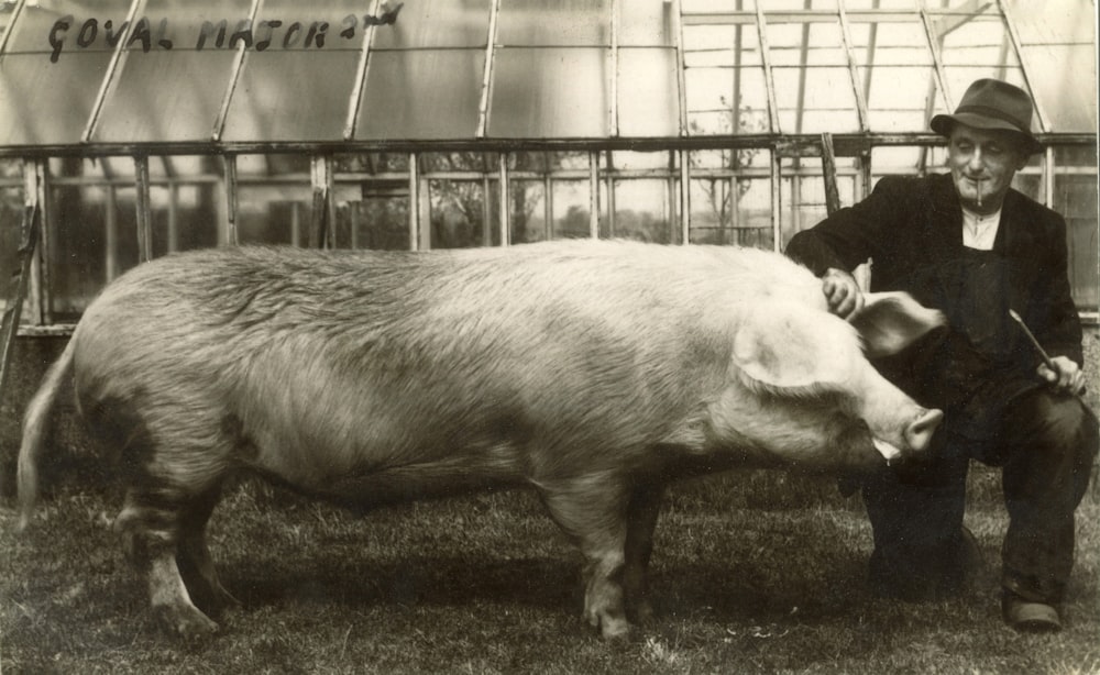 white pig on green grass field during daytime