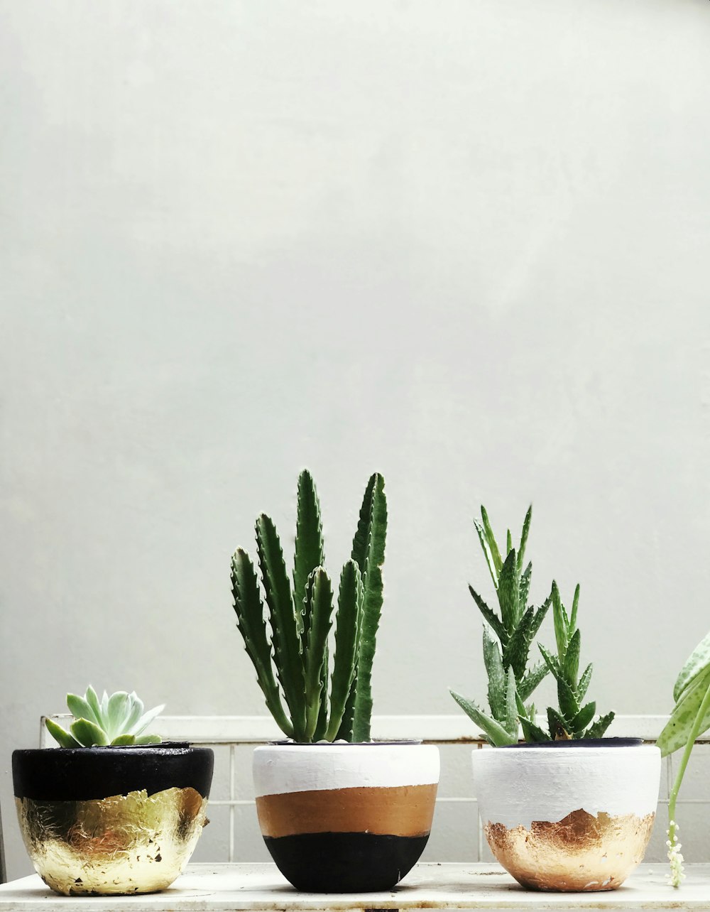 Planta de cactus verde en maceta de cerámica blanca