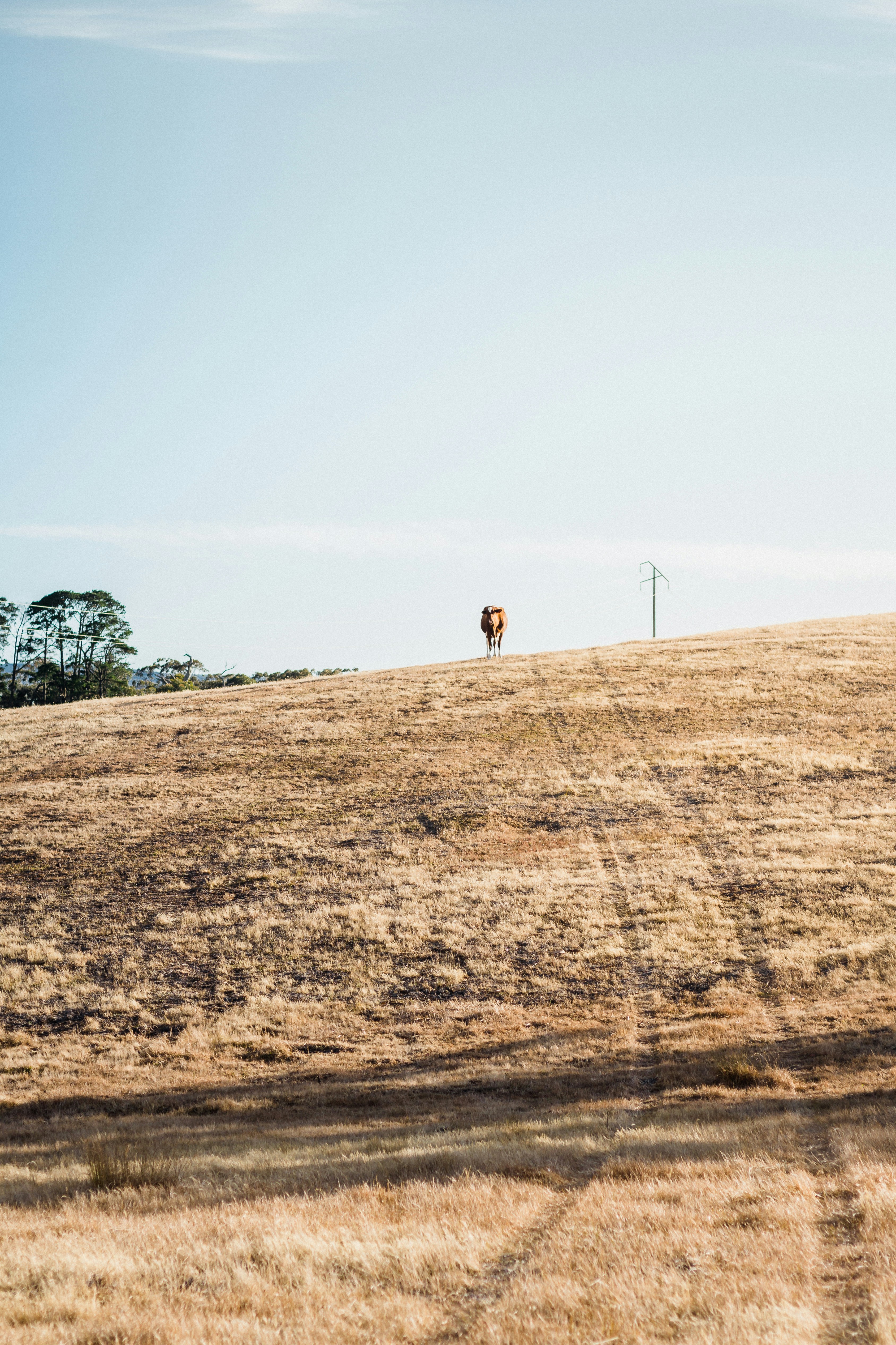 person walking on brown field during daytime