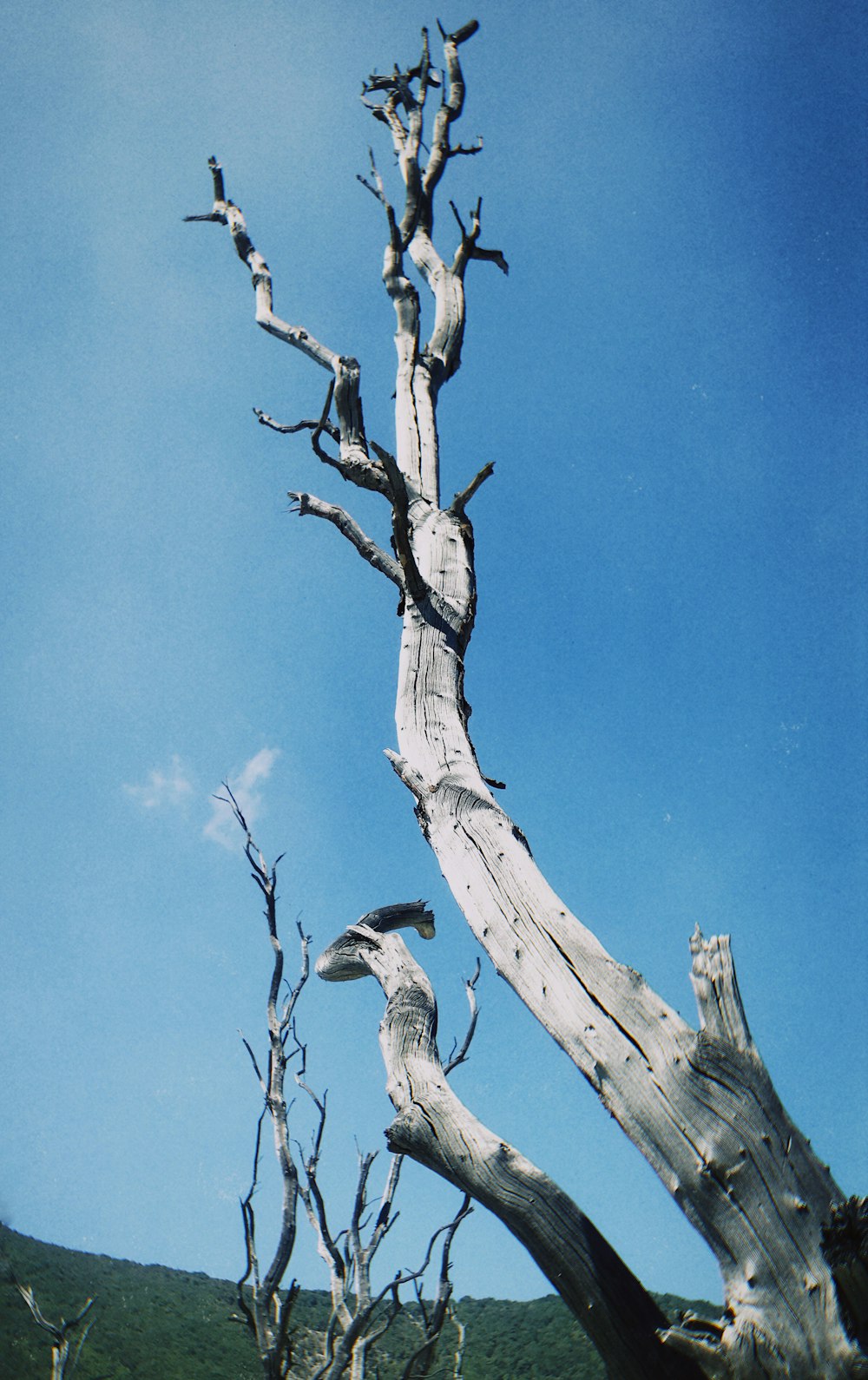 black and white bird on brown tree branch