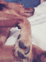 Close-up of hand-stitched details on a soft peach dog bed with a tiny paw resting on it.