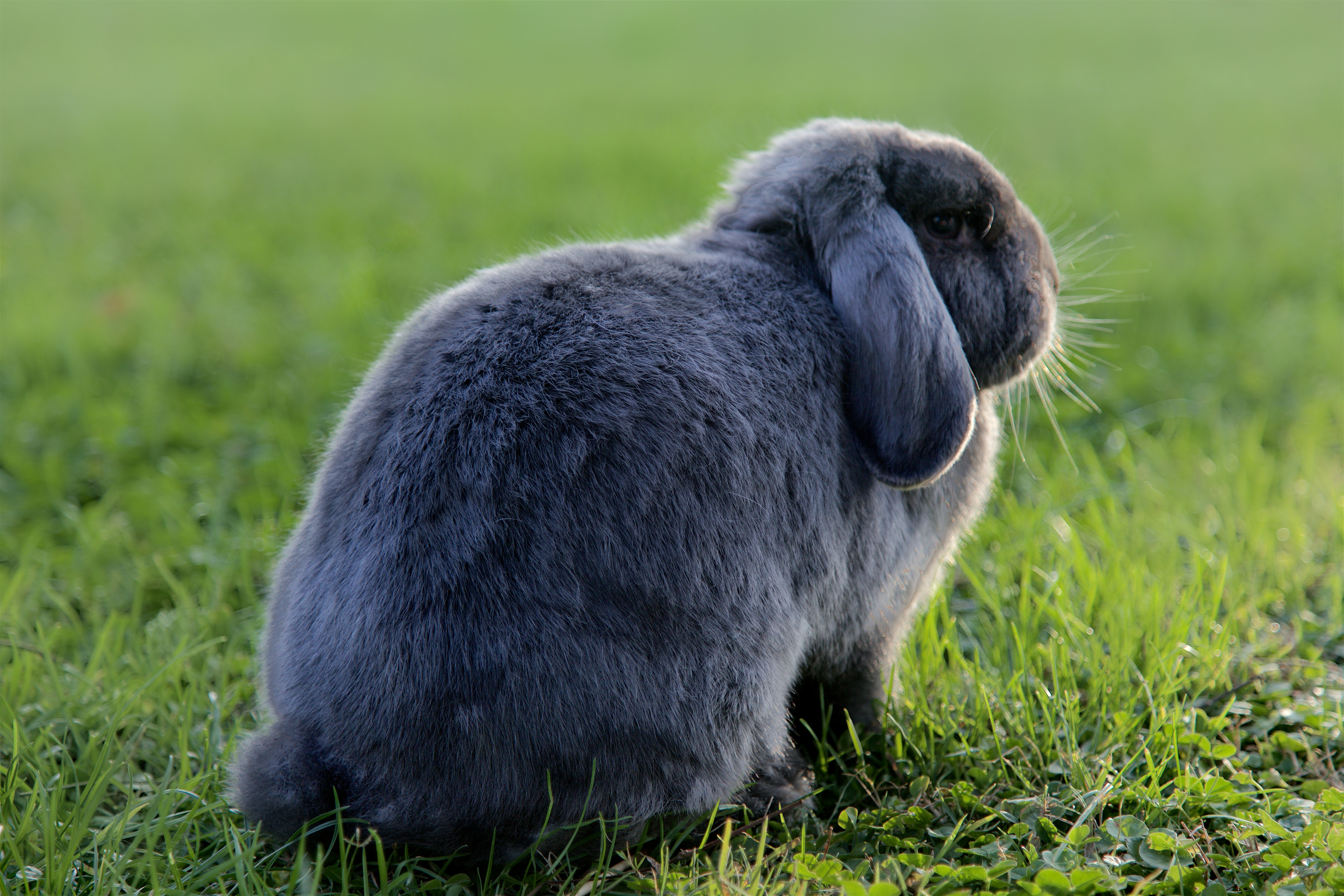 gray rabbit on green grass during daytime