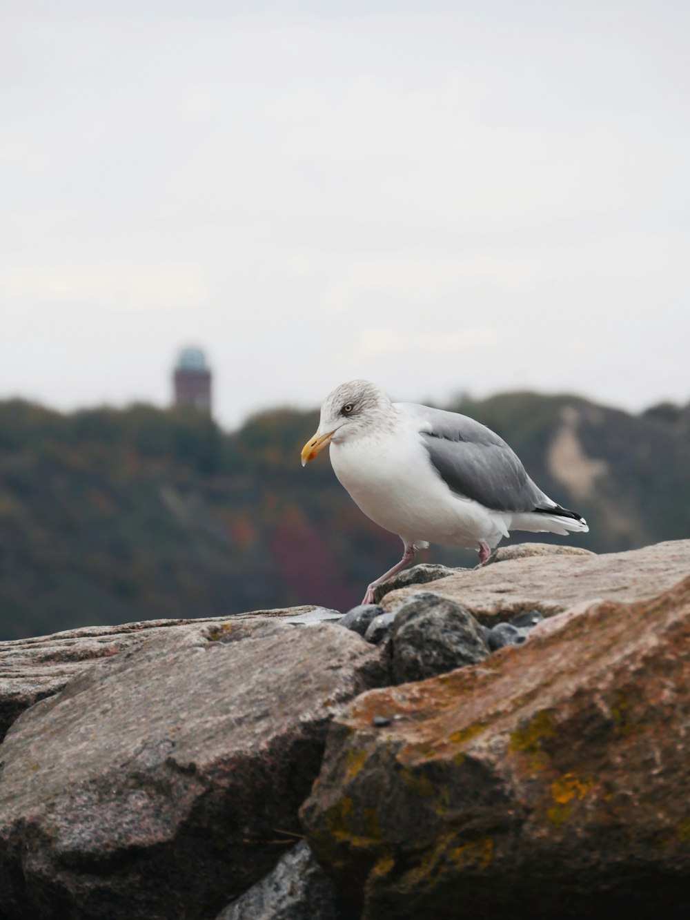 oiseau blanc et gris sur roche grise
