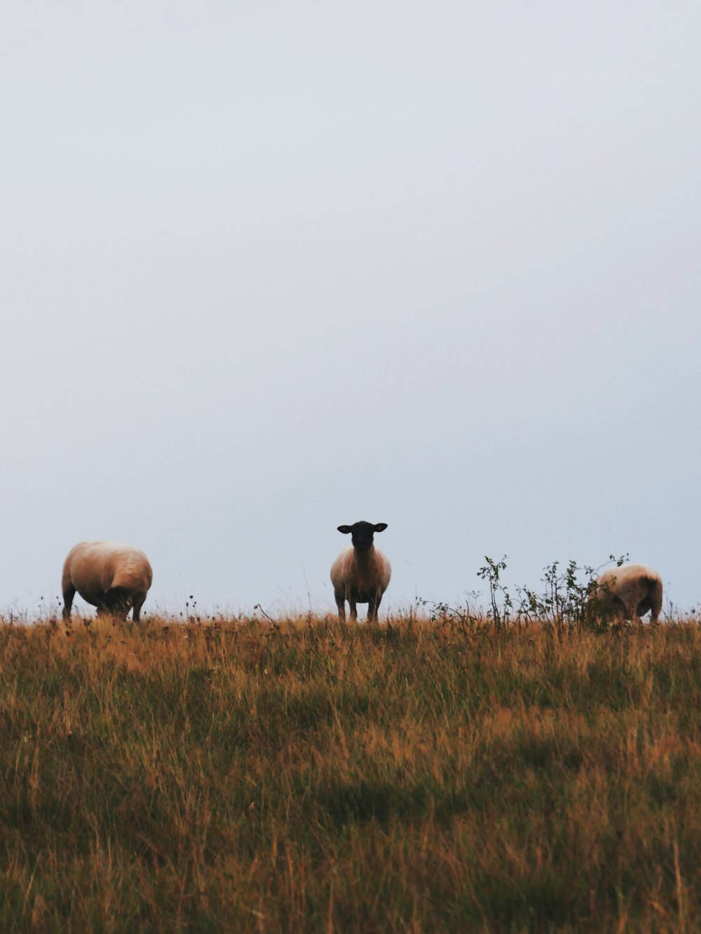 昼間の茶色い草原の羊の群れ