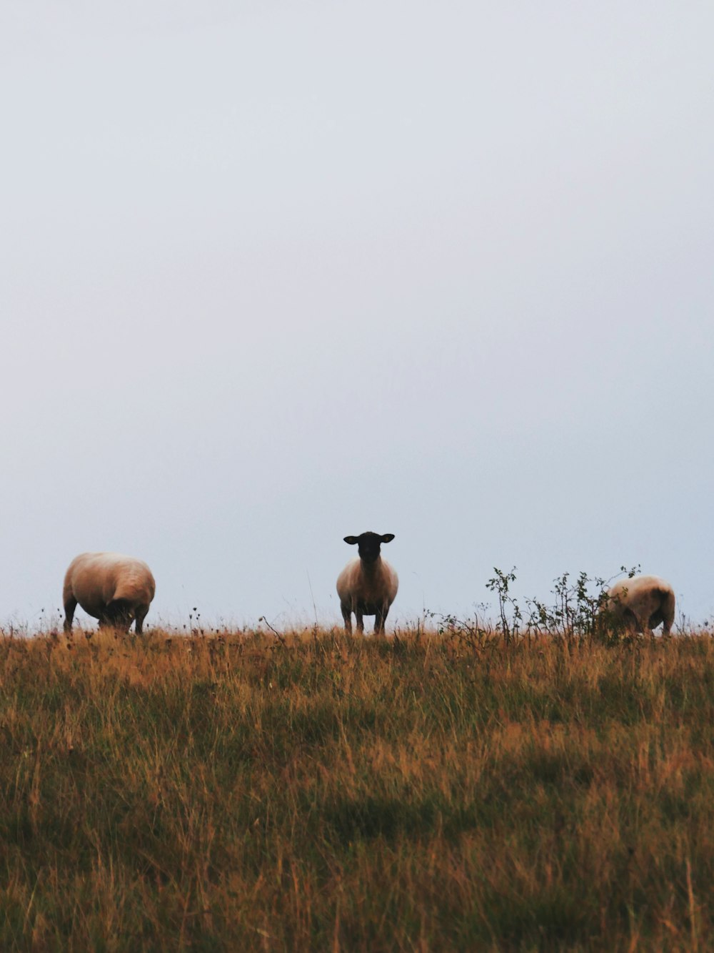 herd of sheep on brown grass field during daytime