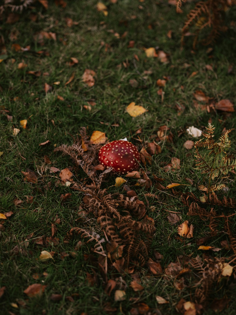 red mushroom on green grass