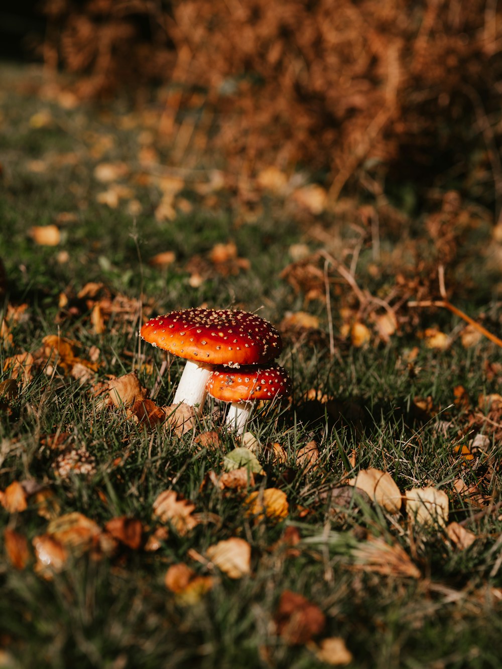 red and white mushroom on green grass