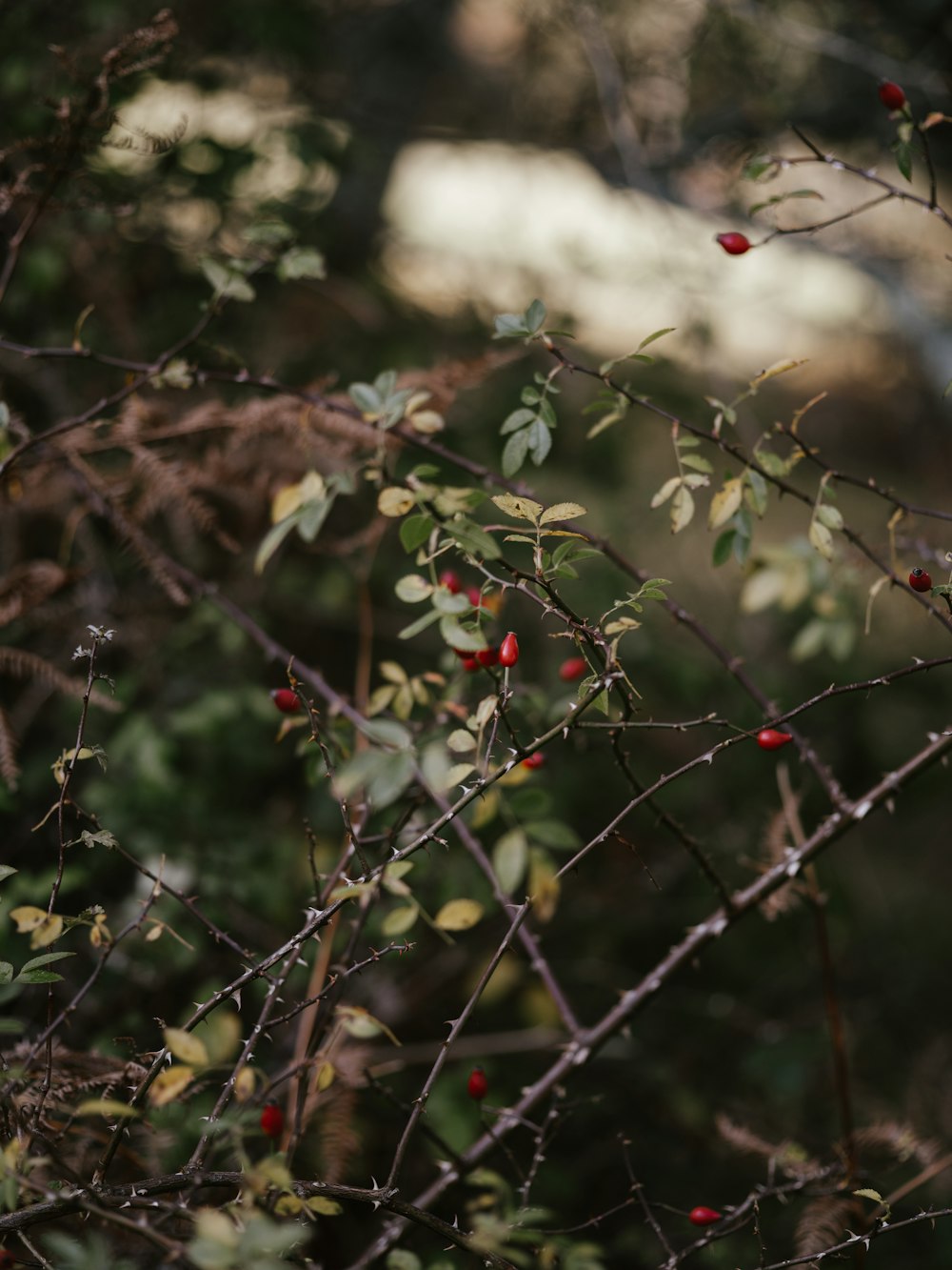 red round fruits on brown tree branch during daytime