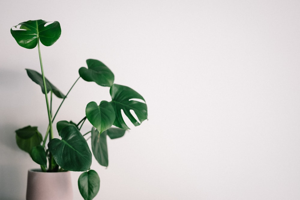 green leaves on white background