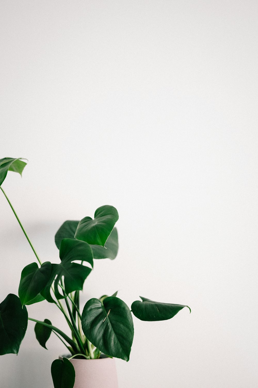 green leaves on white background