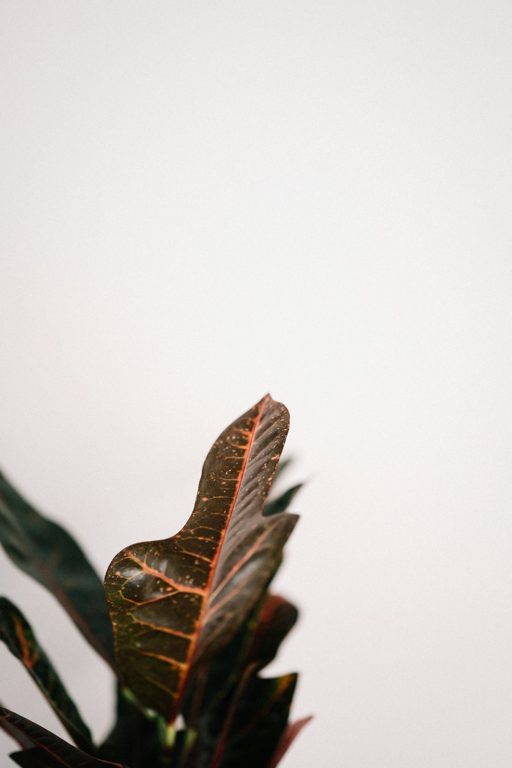 brown leaf on white background