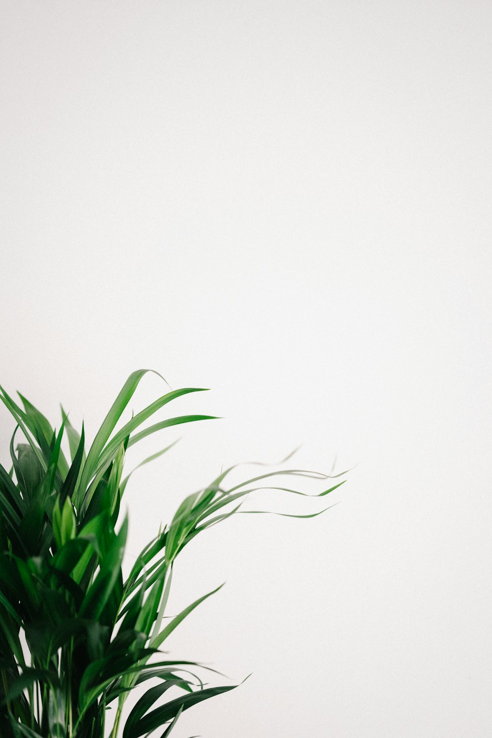 green plant on white background