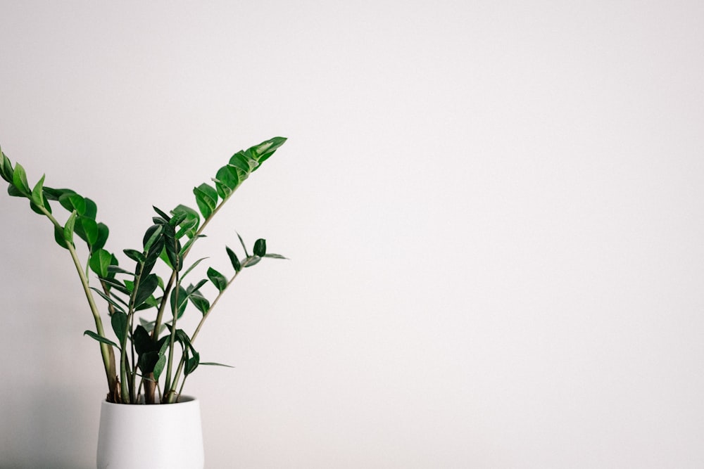 green plant on white ceramic pot