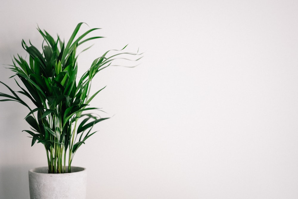 green plant on white ceramic pot