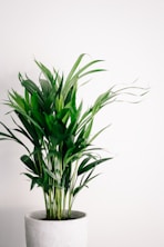 green plant on white background