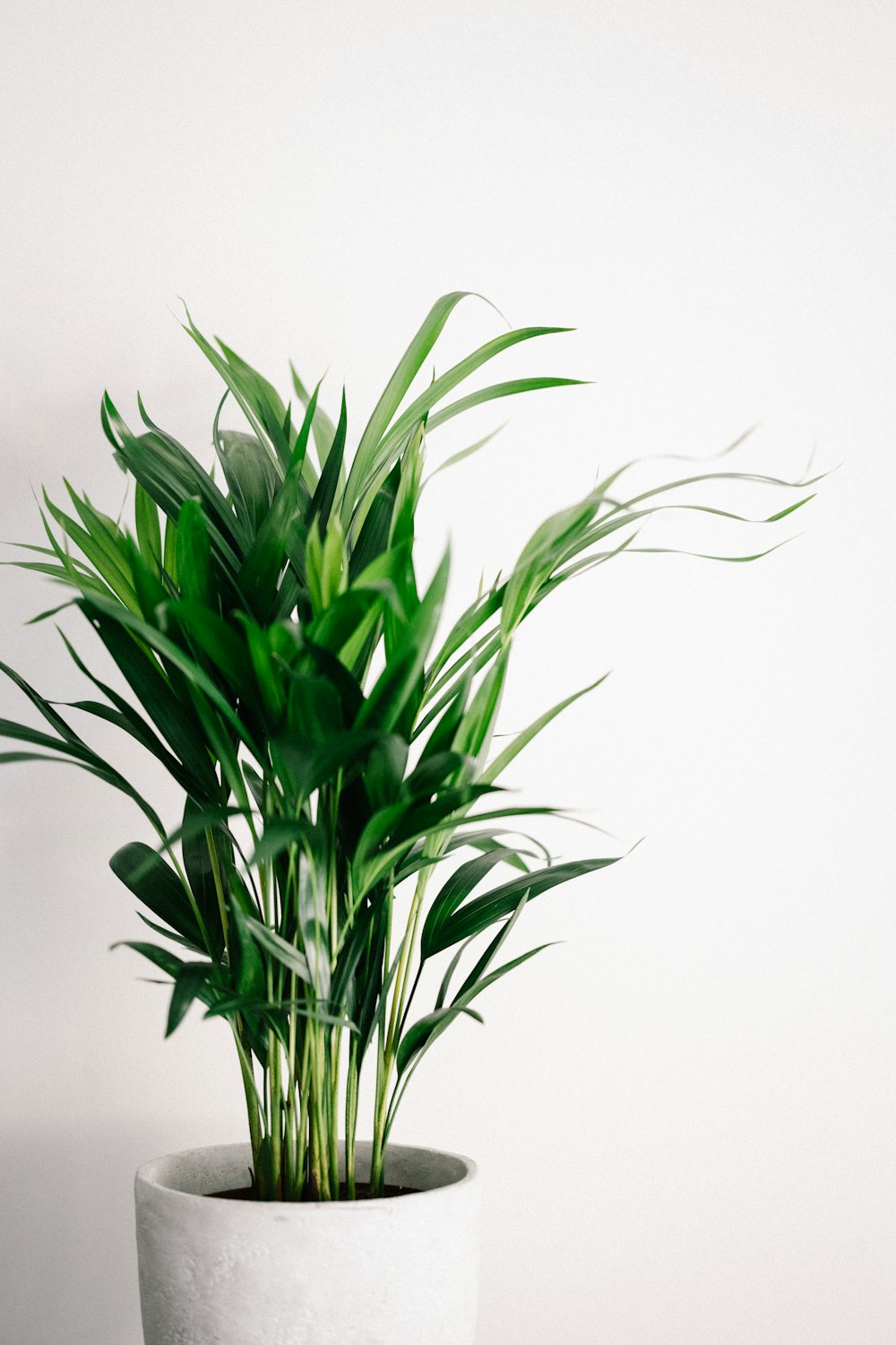 green plant on white background