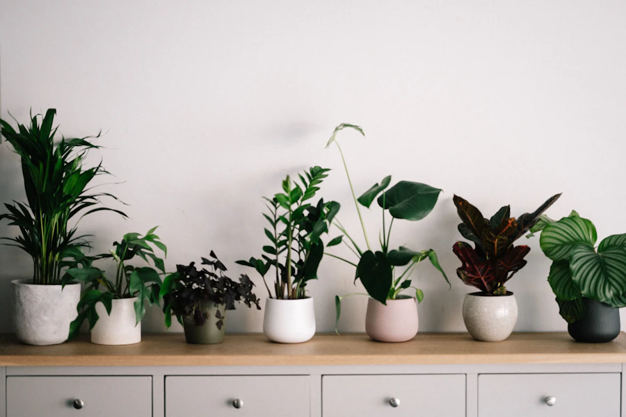 Hands tending a potted plant on a table