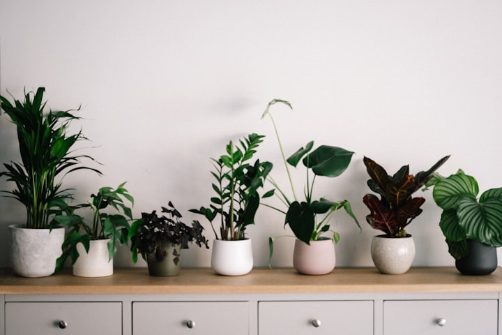 11 Best Air Purifying Plants For The Home.