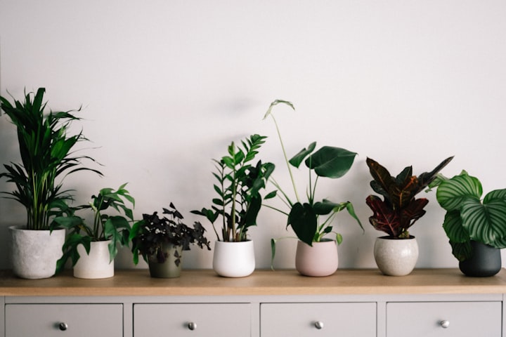 8 Benefits of Having Houseplant In Home