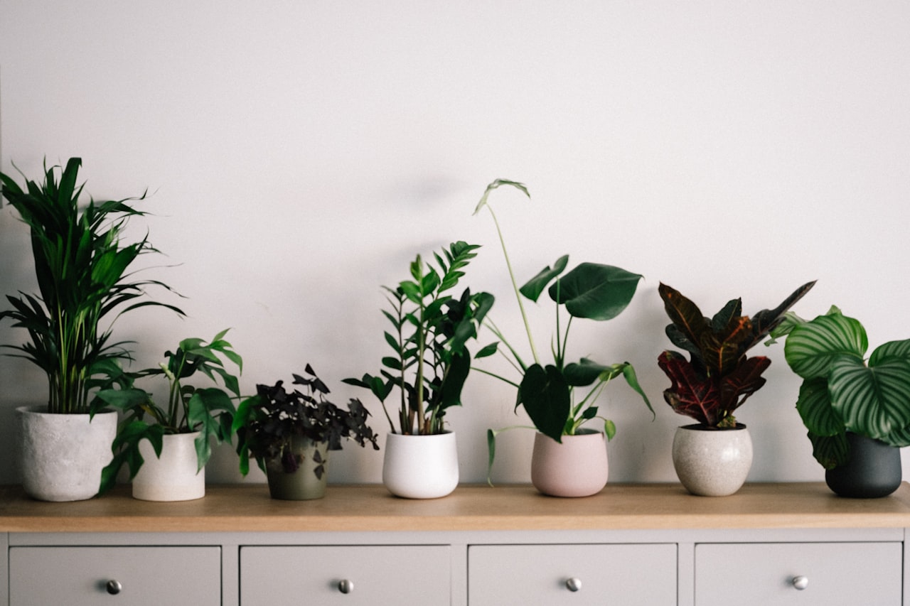 Bringing Life Indoors: The Benefits of Adding Plants to Your Home