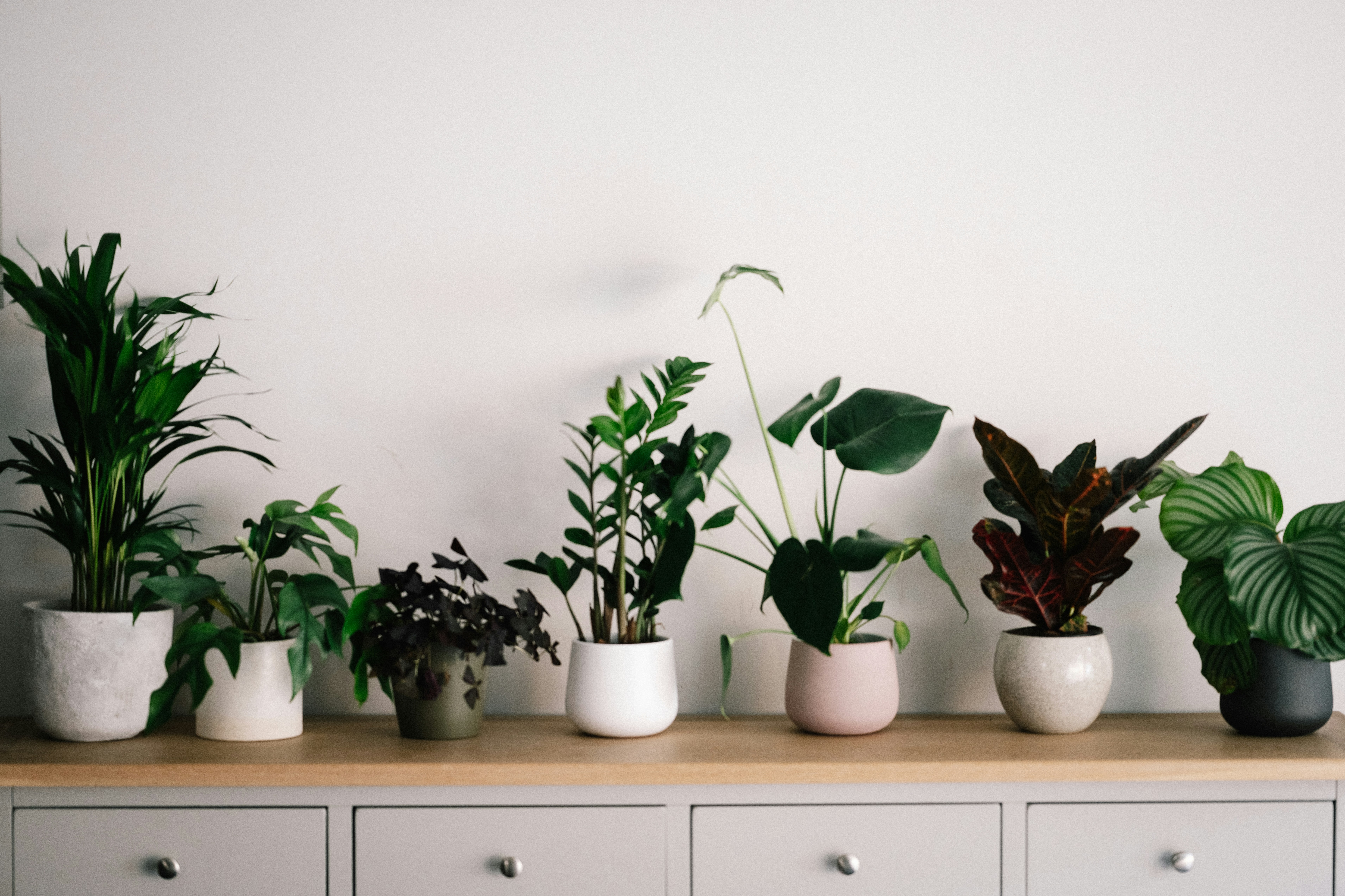 How Do I Care For Indoor Houseplants?