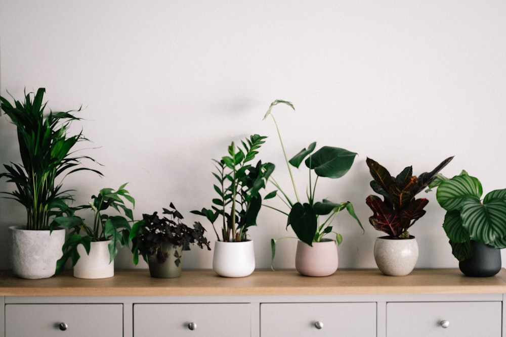 Planta verde en maceta de cerámica blanca