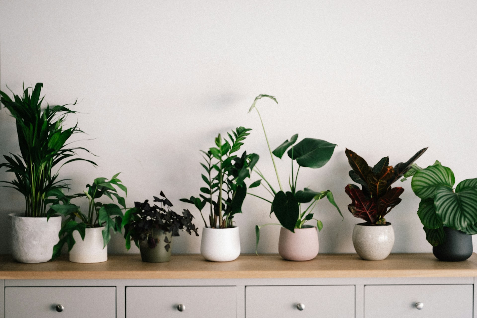 Jardim Transplantas — Brasília