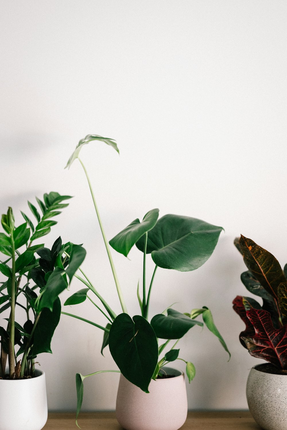 green plant with white background