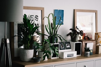 green potted plant on white wooden table