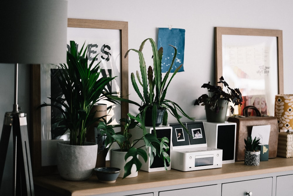 green potted plant on white wooden table