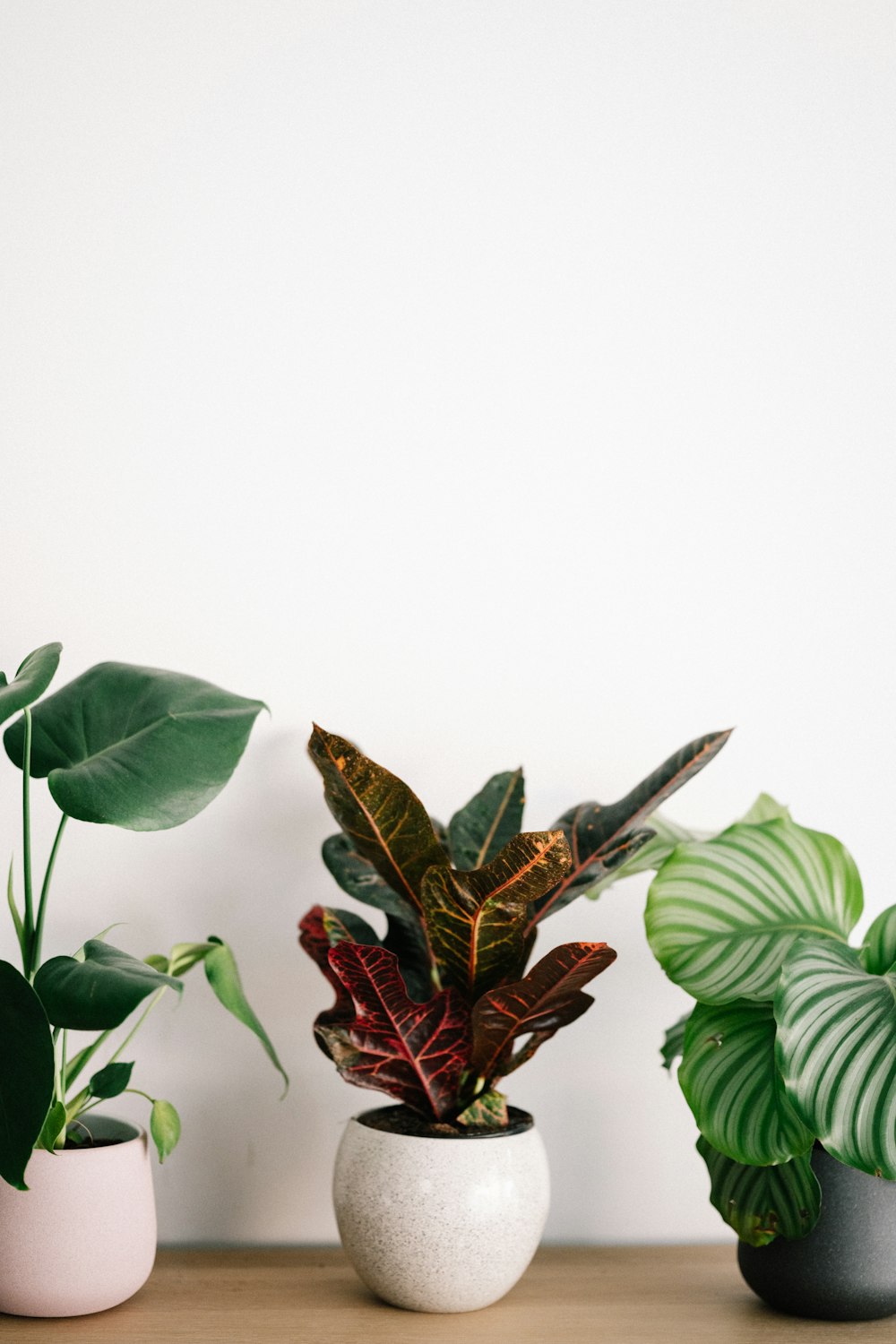 red and green leaves on white background