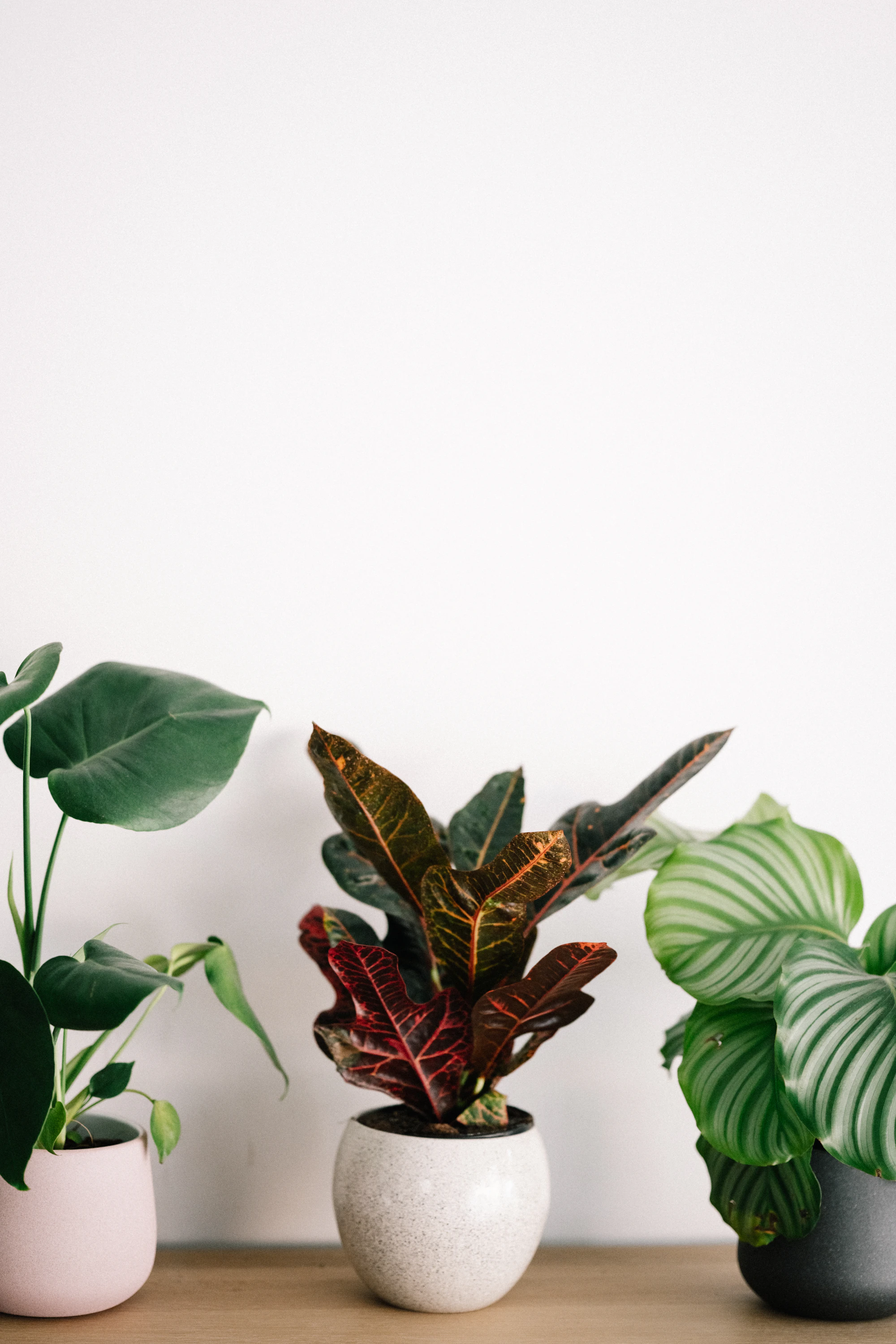 Calathea