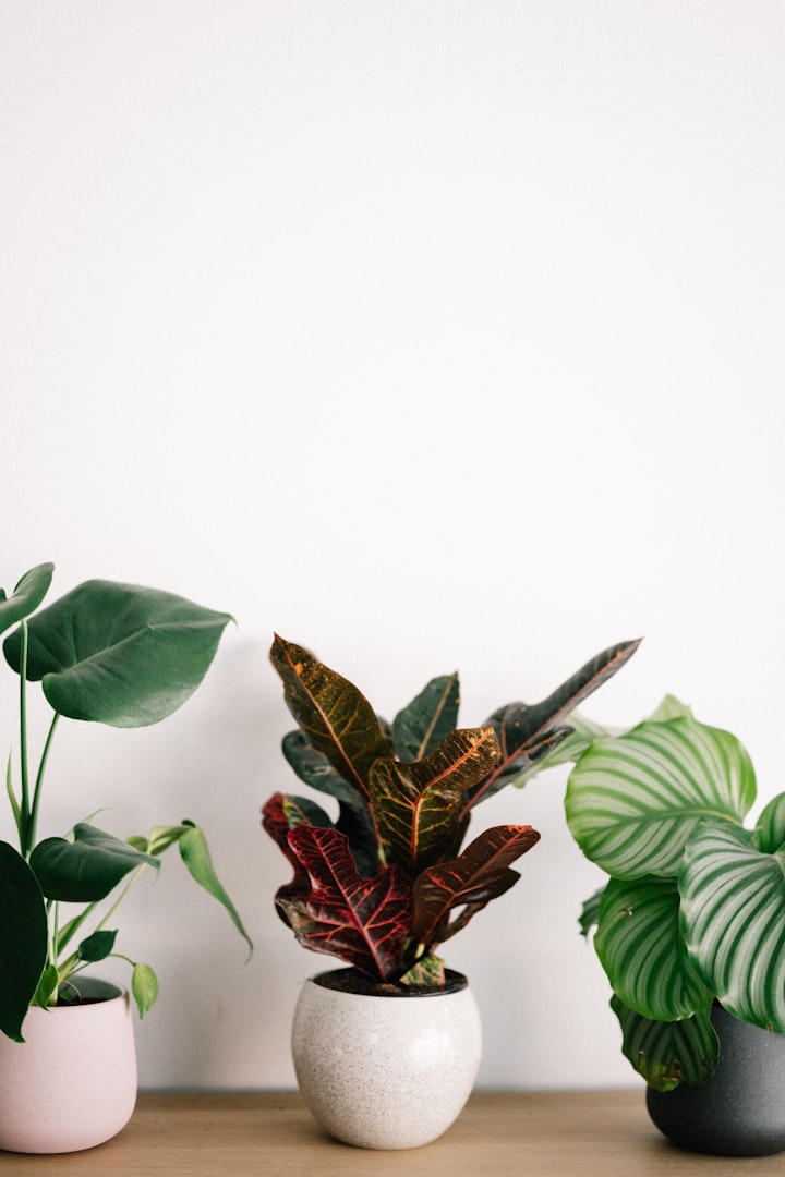 The houseplant that keeps dying